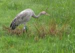 Foraging outside the pen - August 2010